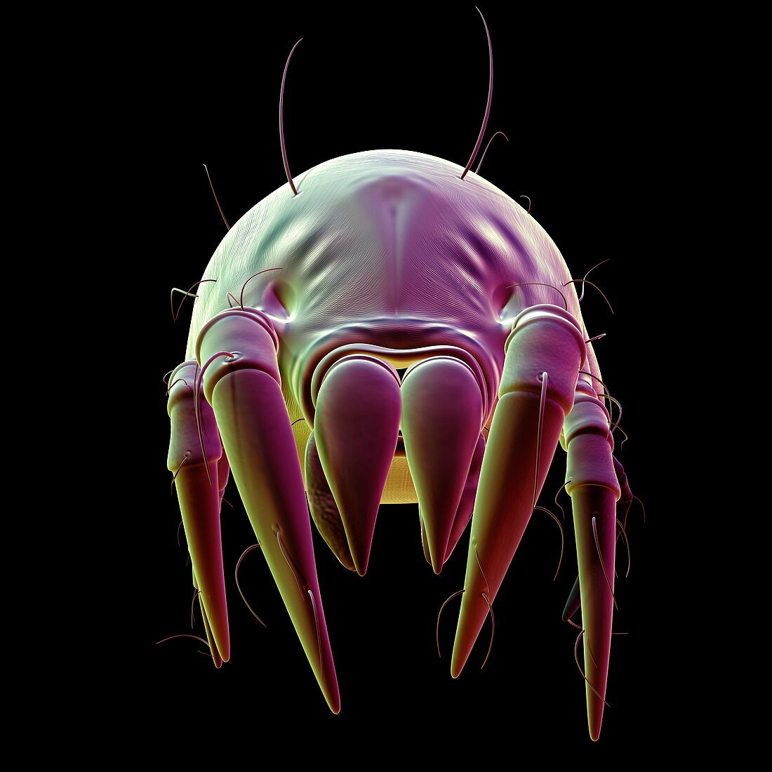 Dust mite