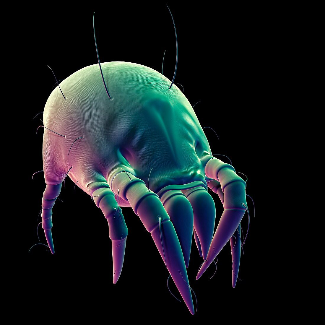 Dust mite