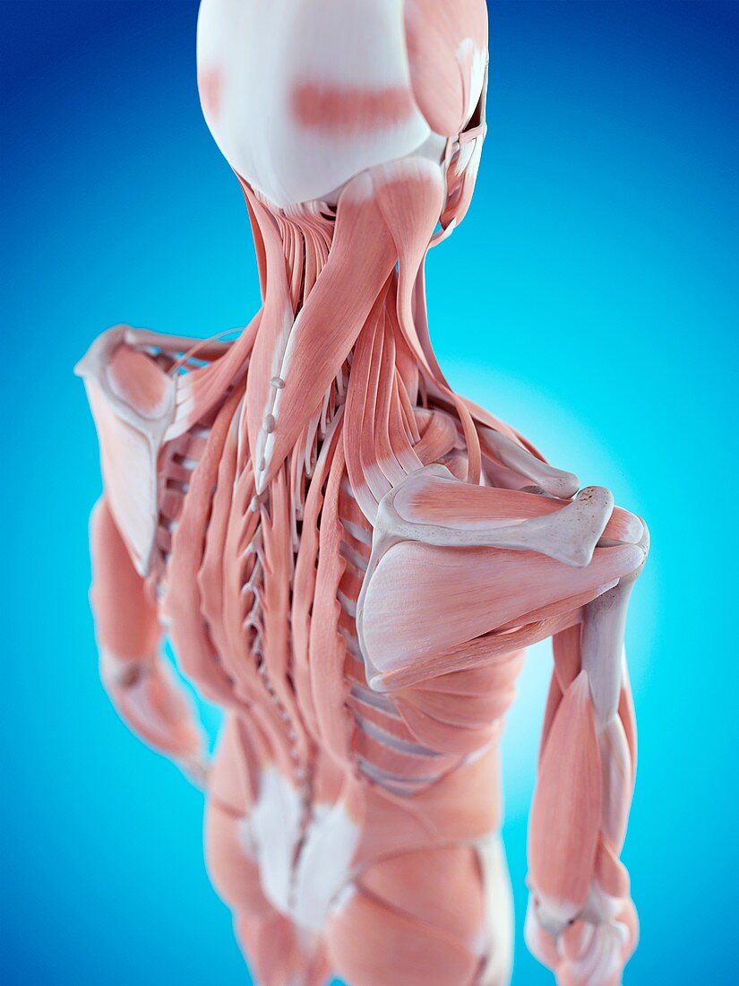 Human shoulder anatomy