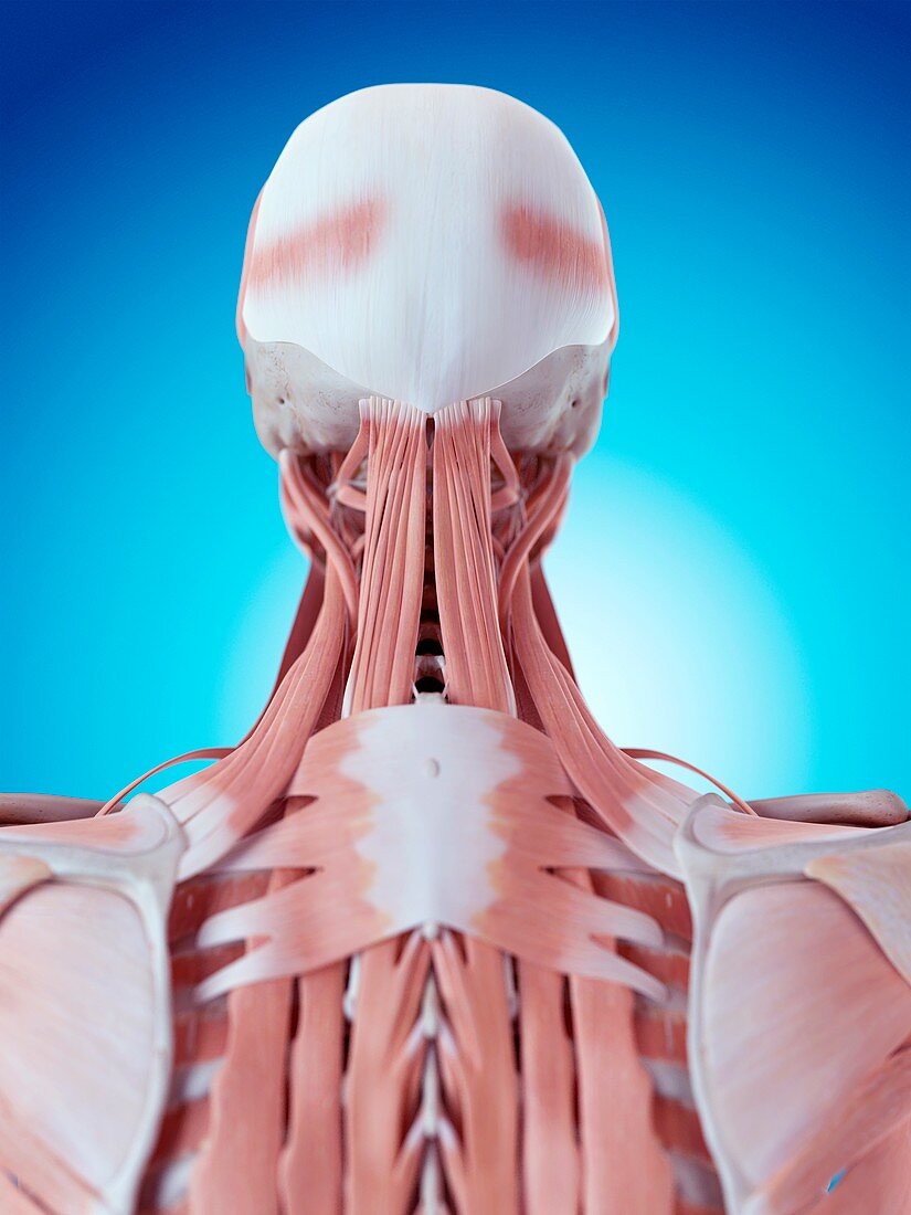 Human neck and back anatomy