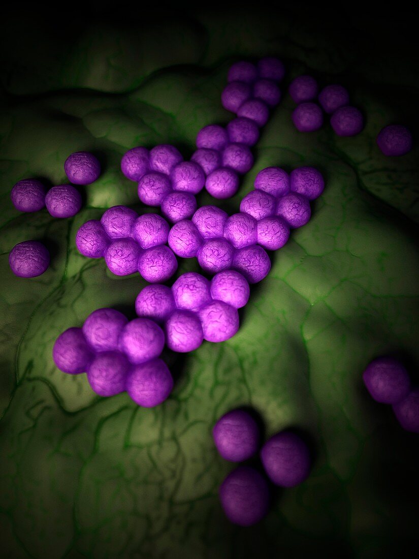 Mrsa bacteria