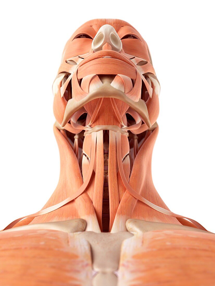 Human neck and facial muscles