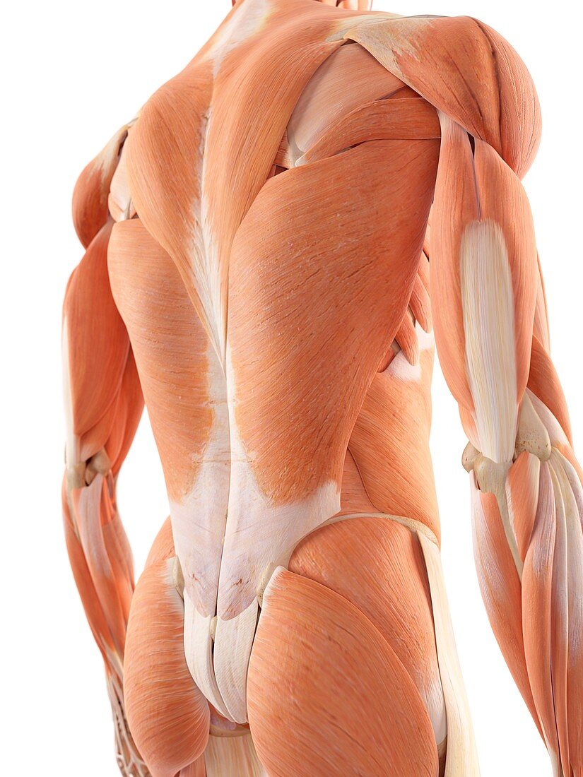 Human back muscles