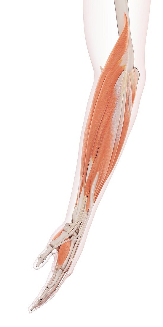 Human arm muscles