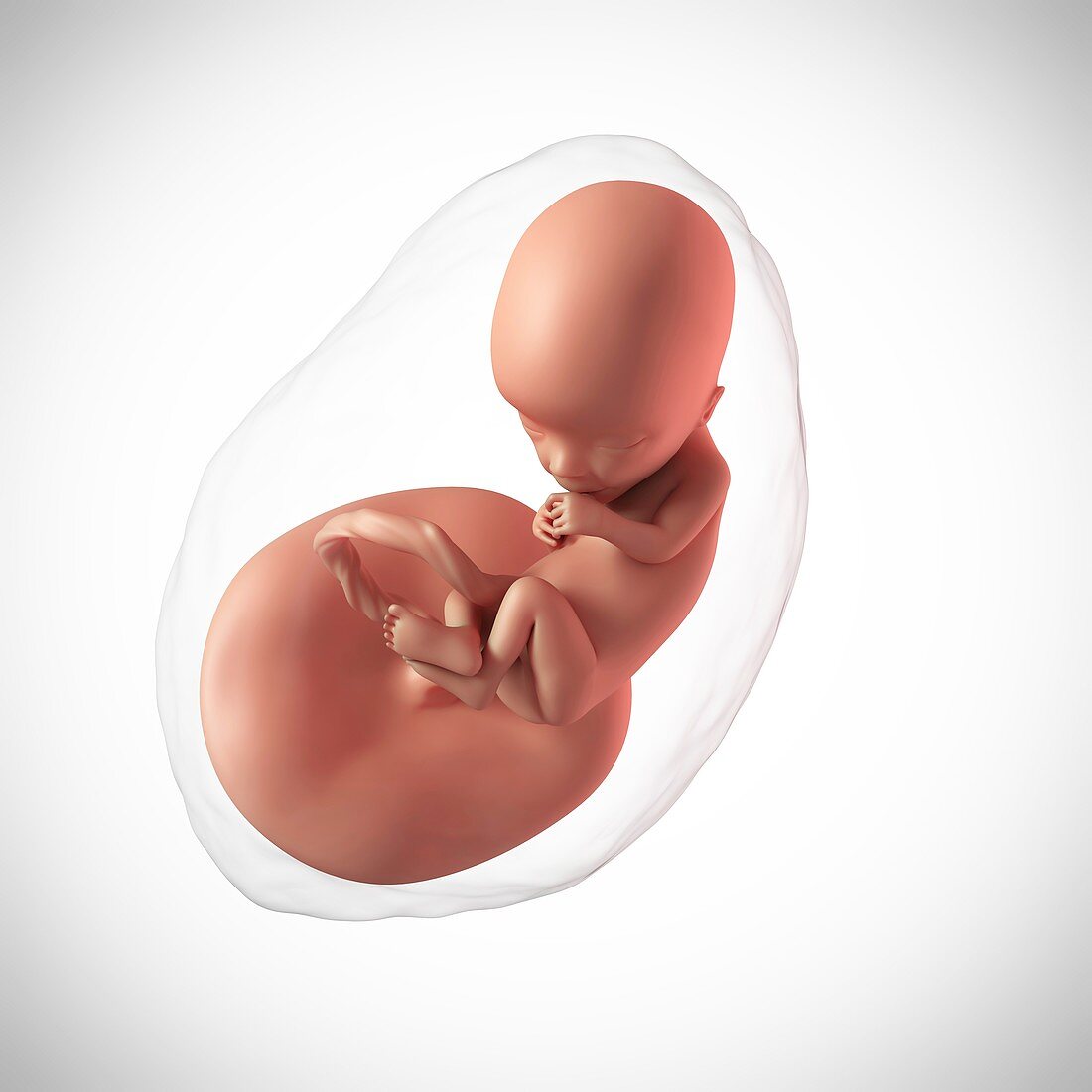 Human fetus age 13 weeks
