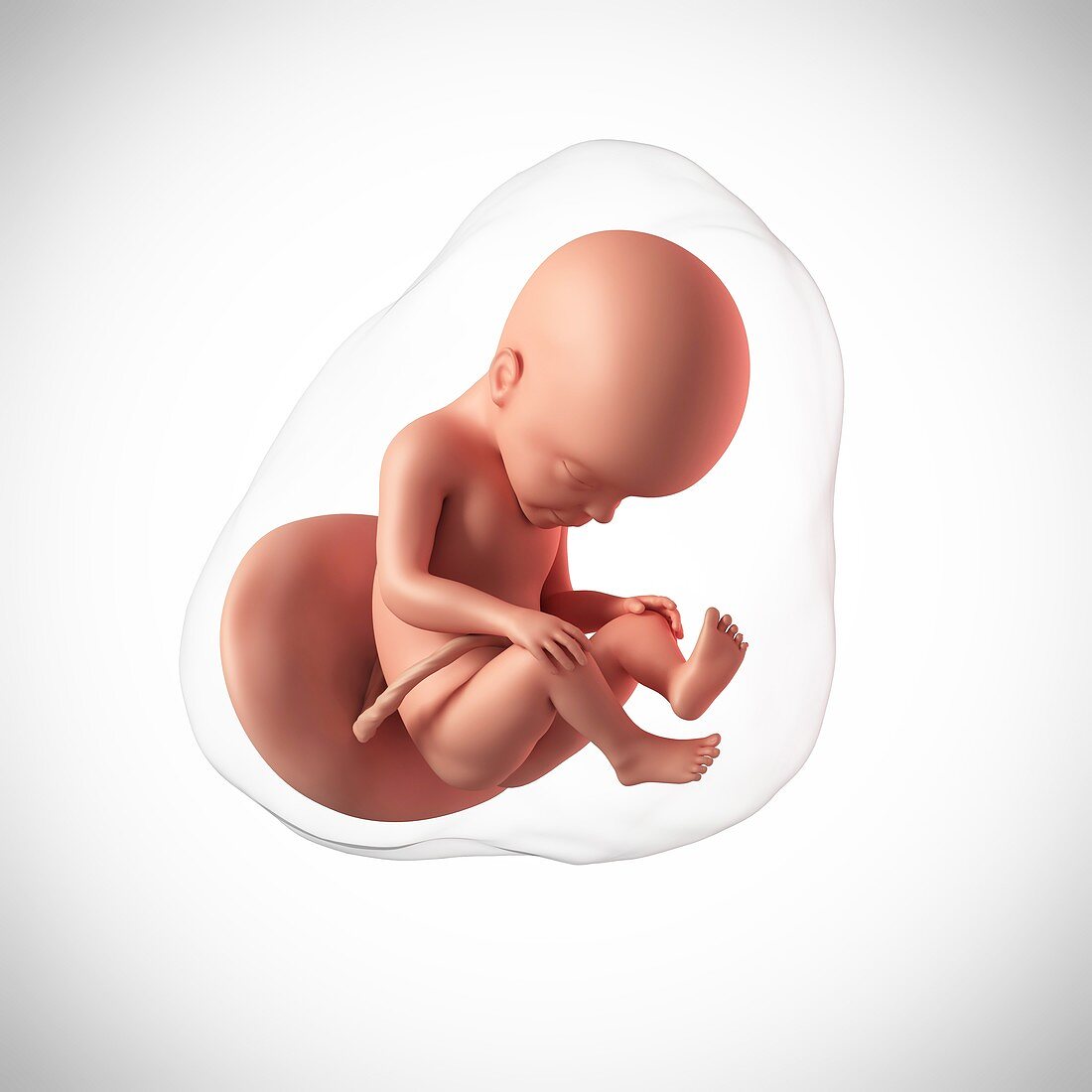 Human fetus age 27 weeks