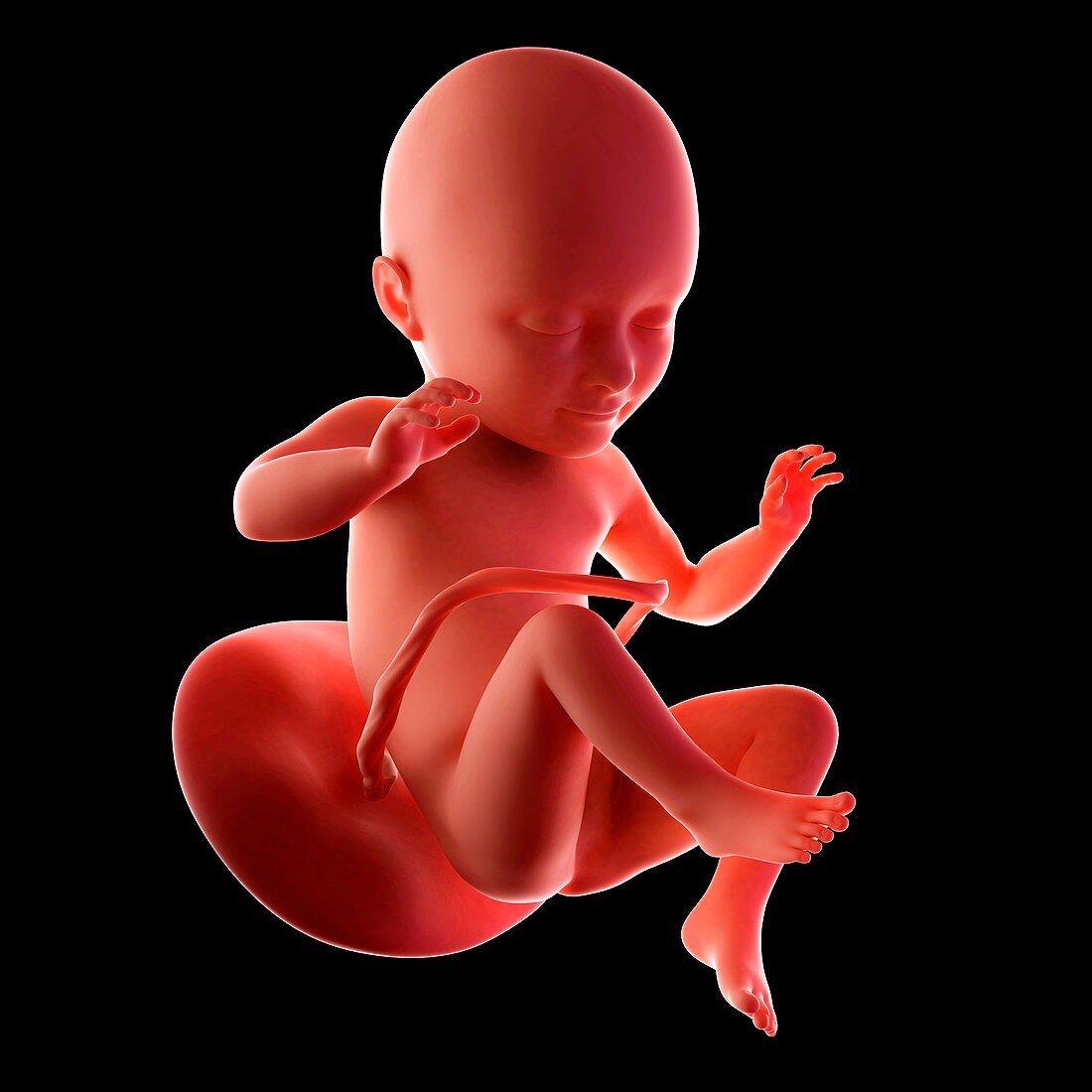Human fetus age 34 weeks