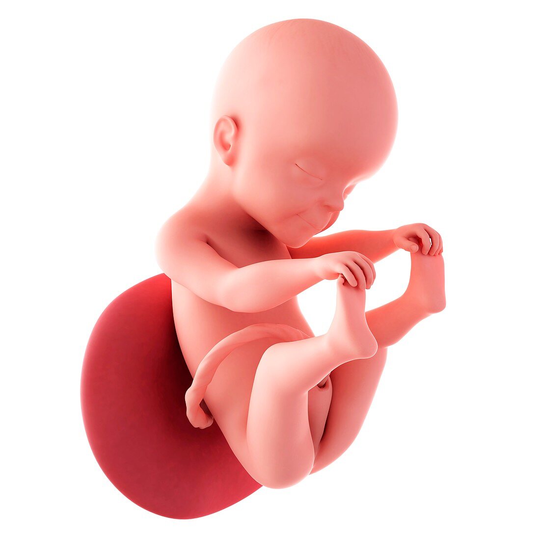 Human fetus age 25 weeks