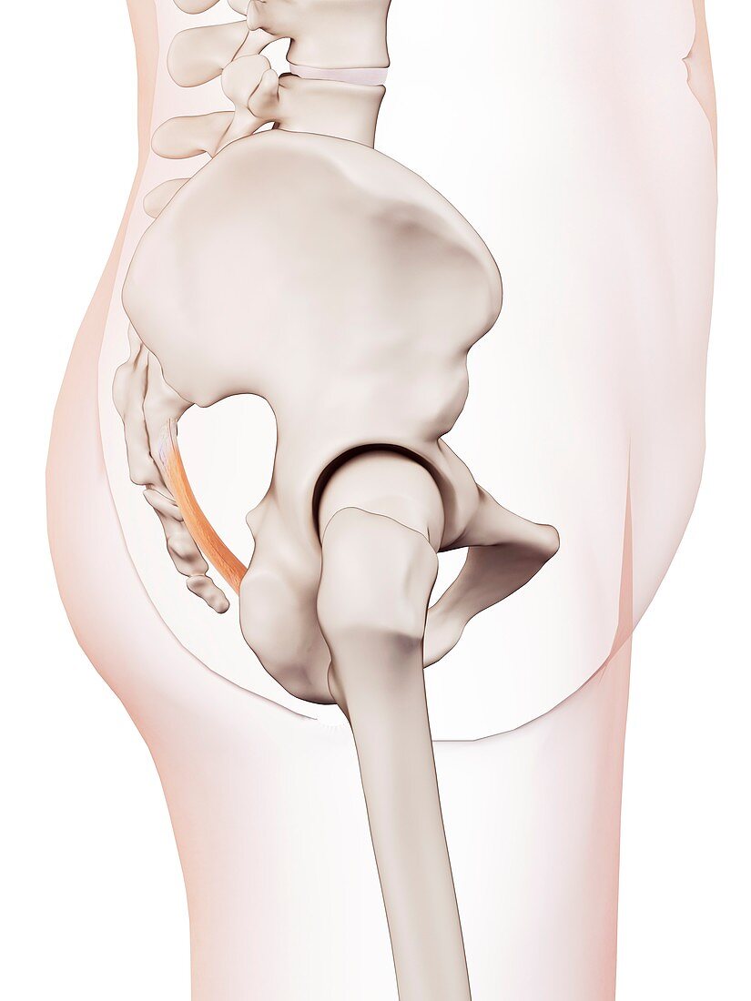 Human pelvic ligament