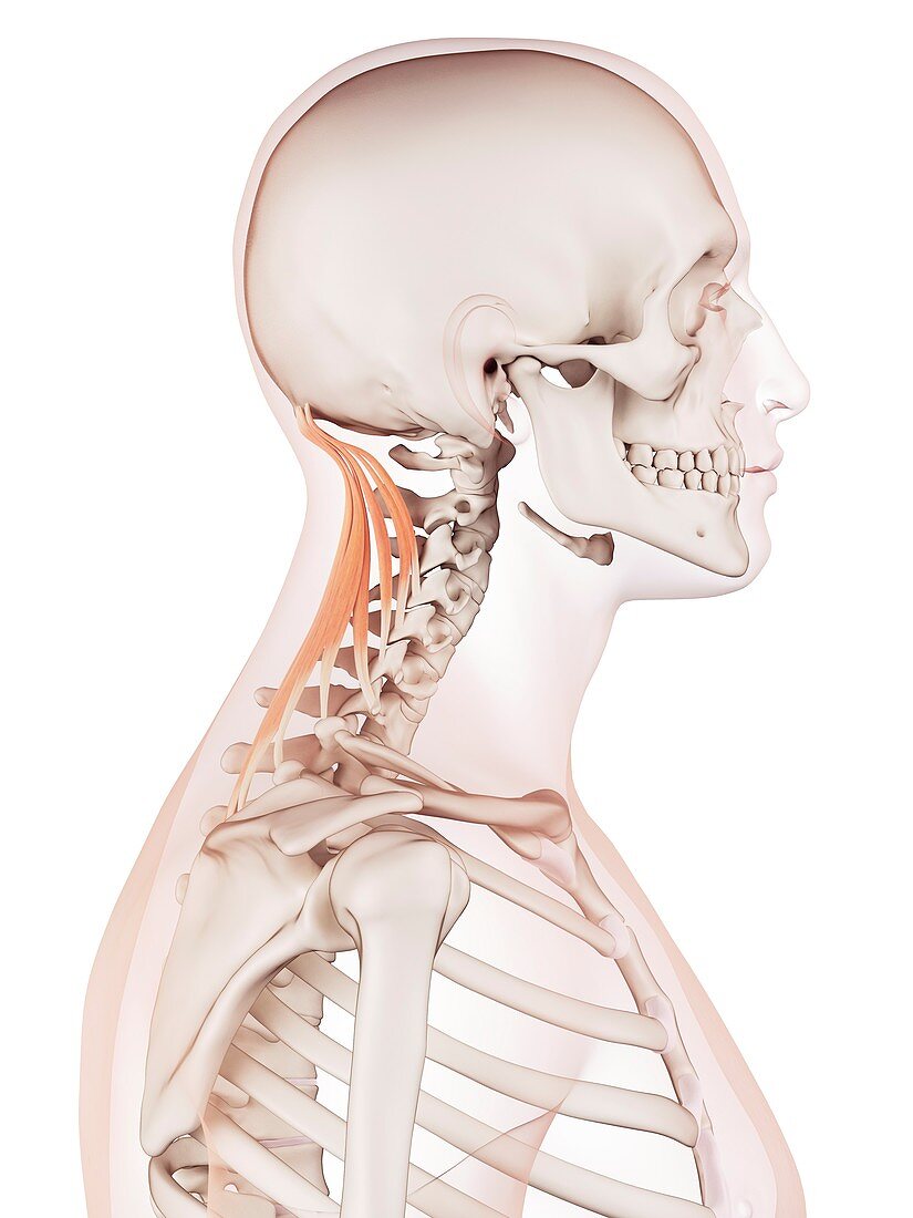 Human neck muscles