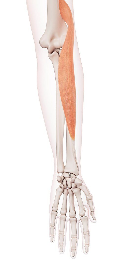 Human arm muscle