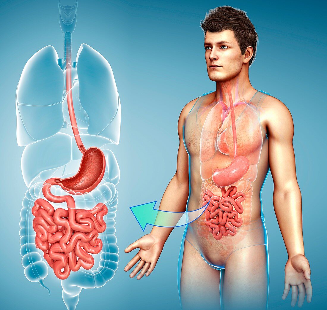 Male digestive system,illustration