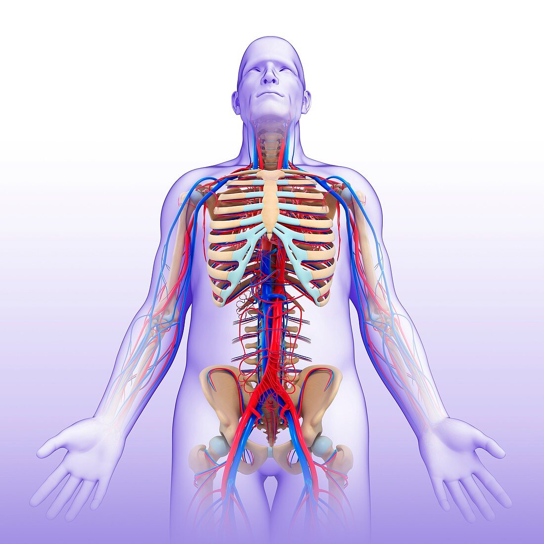 Male circulatory system,illustration