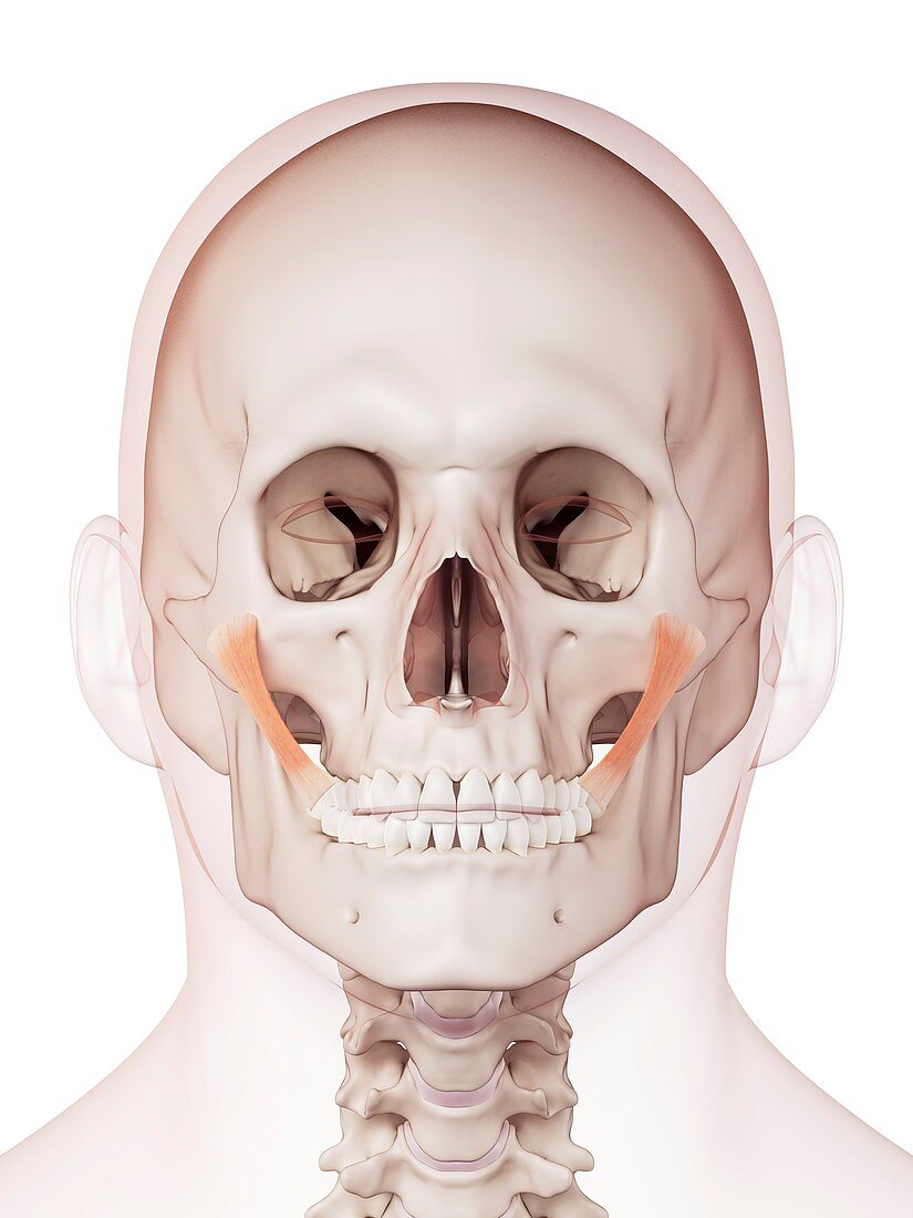 Human facial muscles