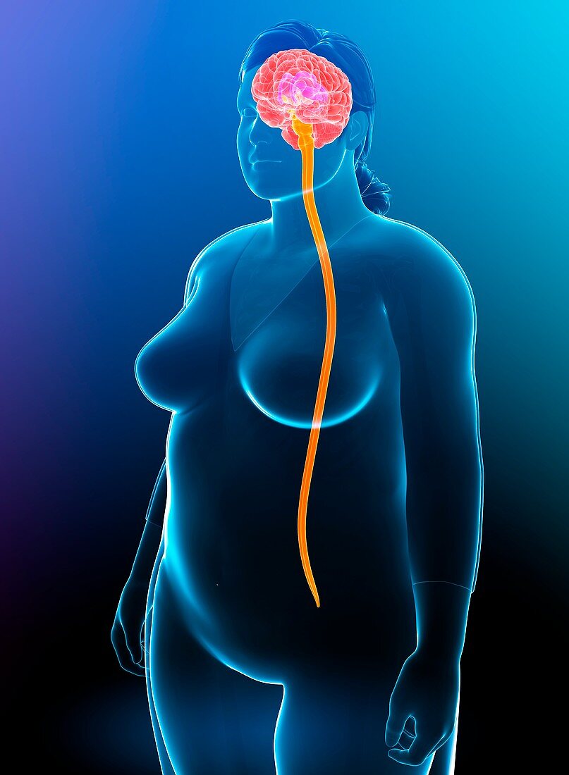 Central nervous system,illustration