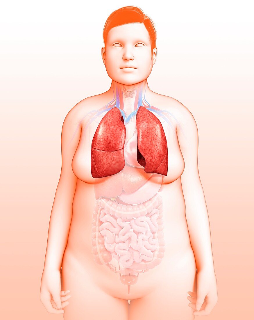 Female lungs,illustration