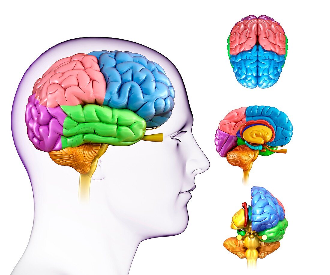 Human brain anatomy,illustration