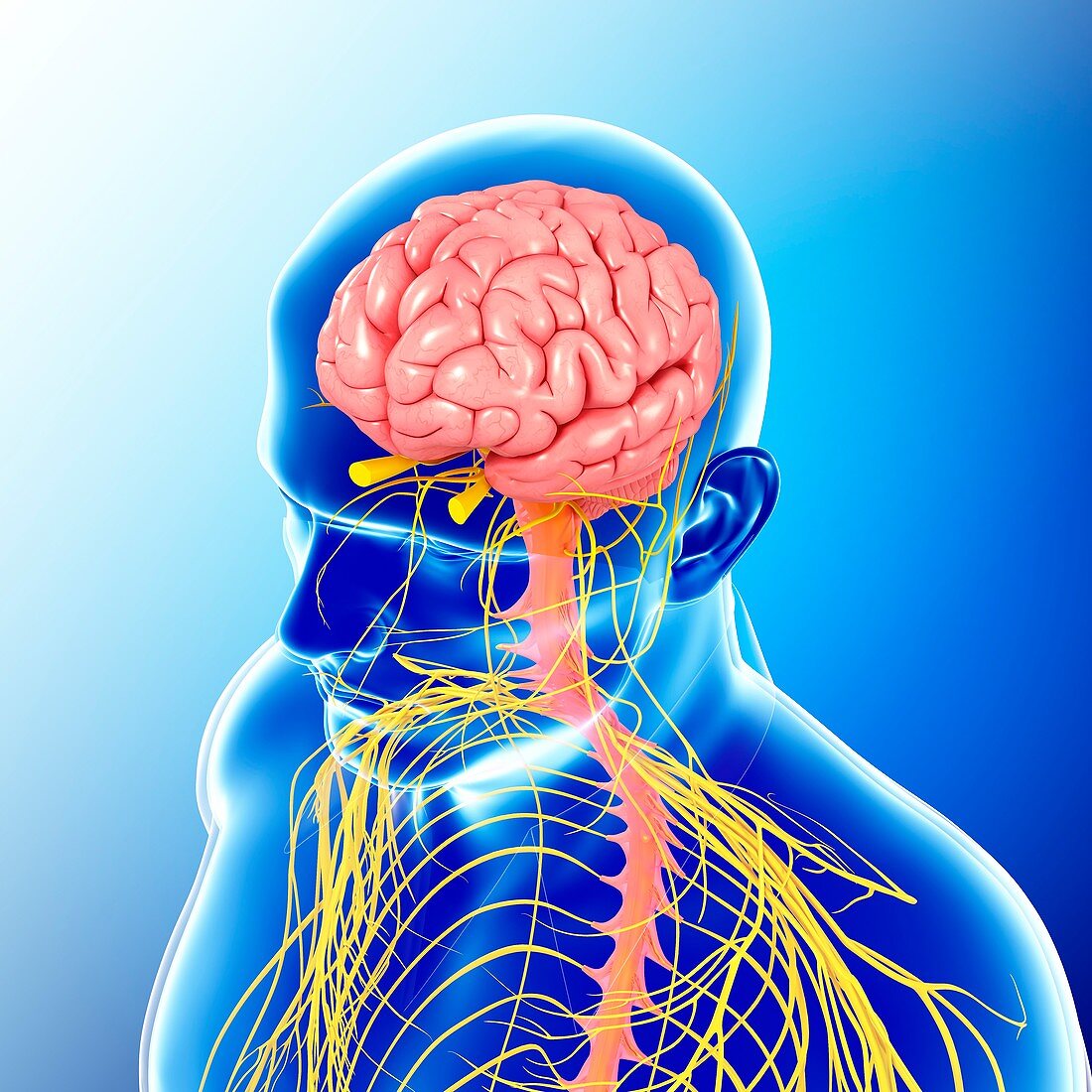 Male head and chest nervous system