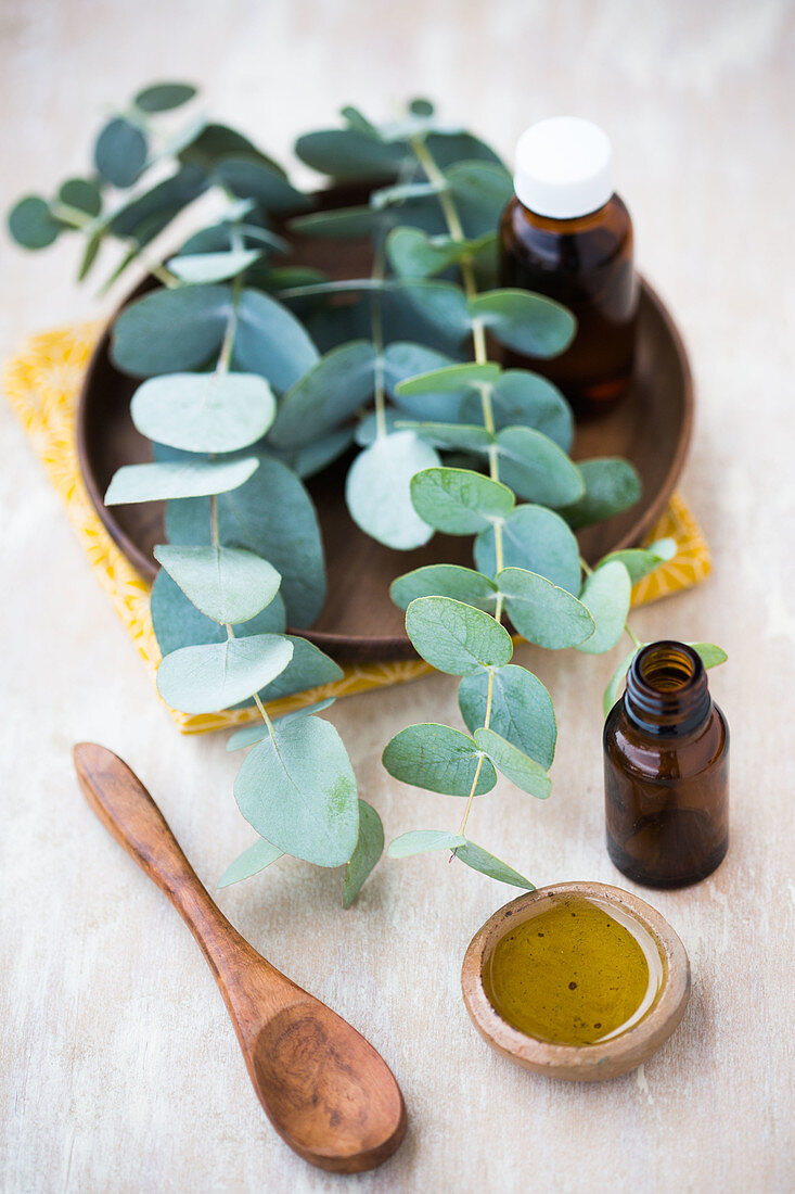 Essential oil of Eucalyptus
