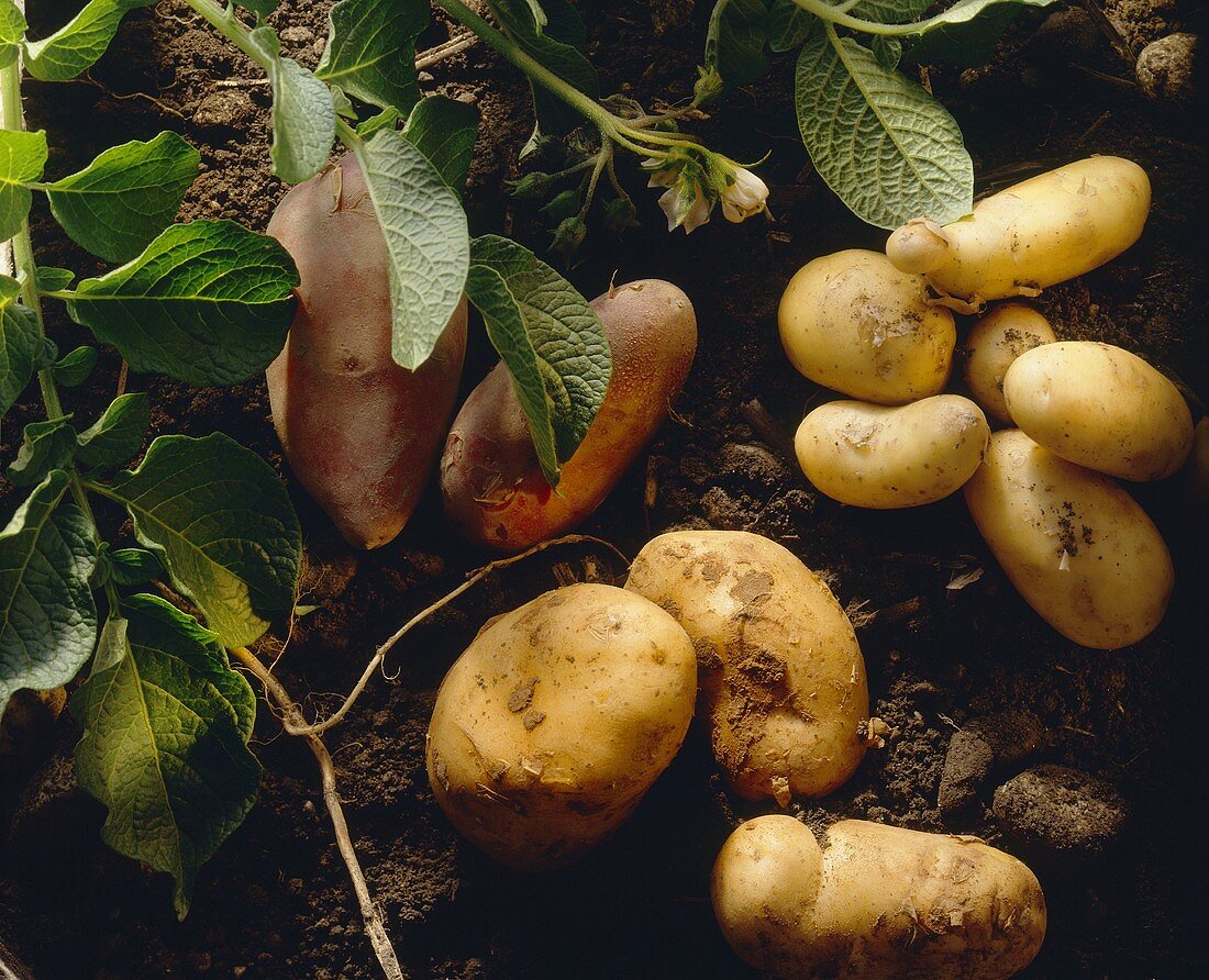 Verschiedene Kartoffelsorten & Kartoffelpflanze auf Erde