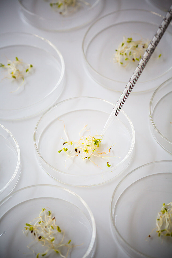 Seeds germinated in petri dishes