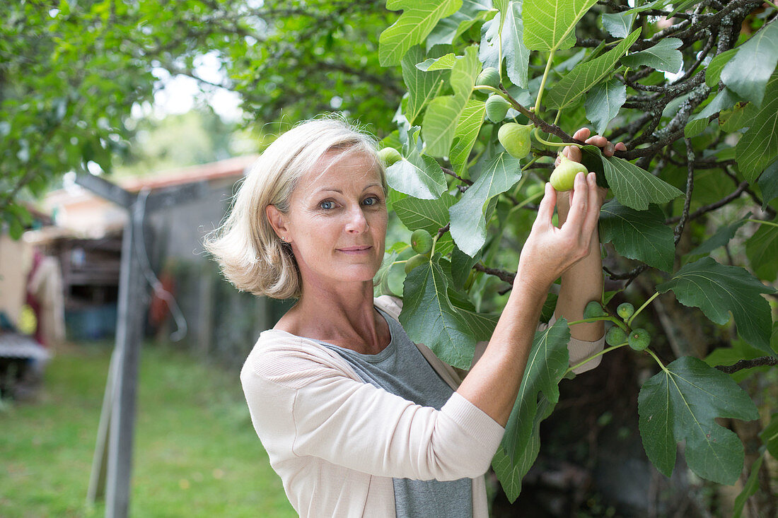 Woman picking figs