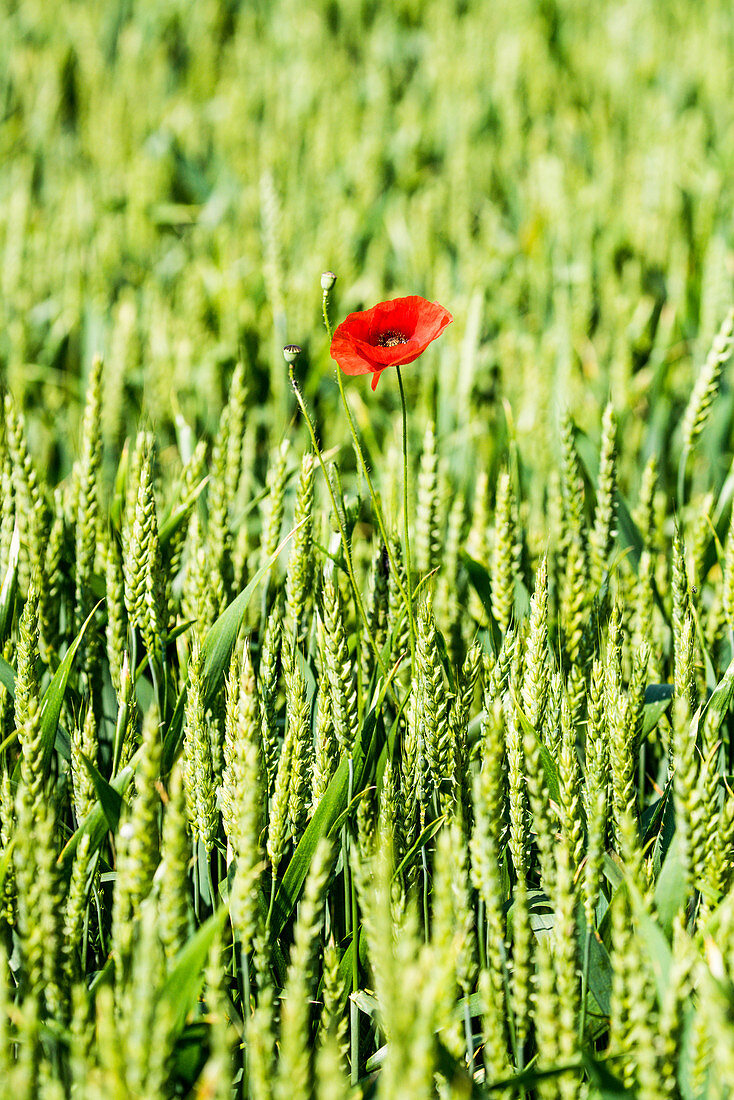 Field of wheat and poppy