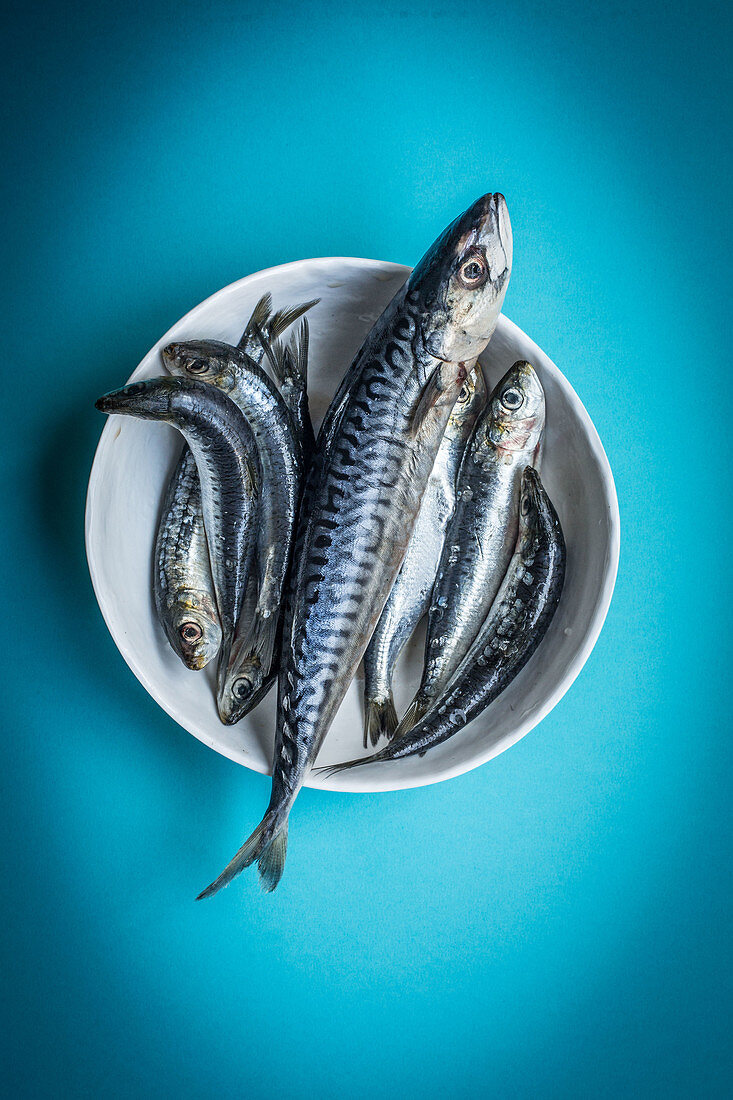 Mackerel and sardines