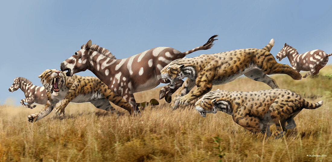 Scimitar cats chasing prey, illustration
