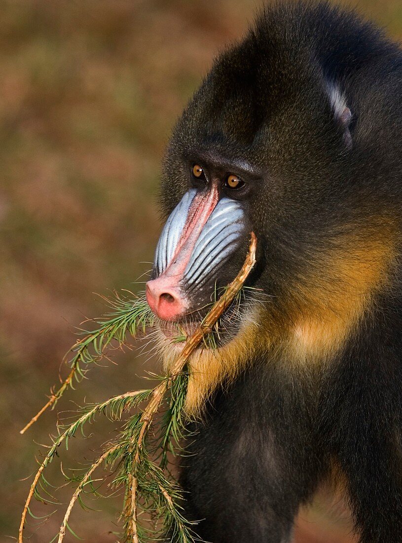 Mandrill eating a pine branch