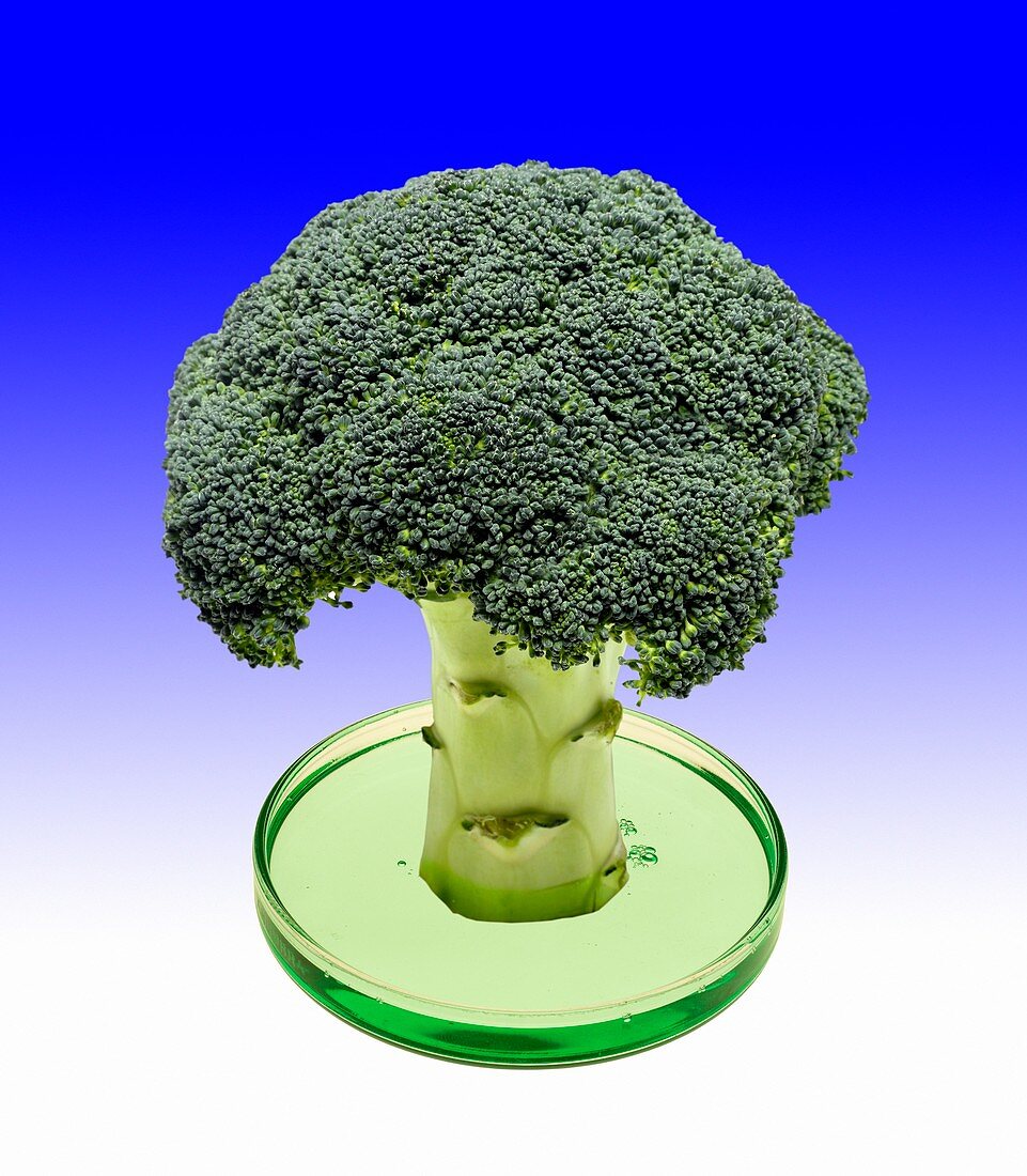 Laboratory-grown broccoli, conceptual image