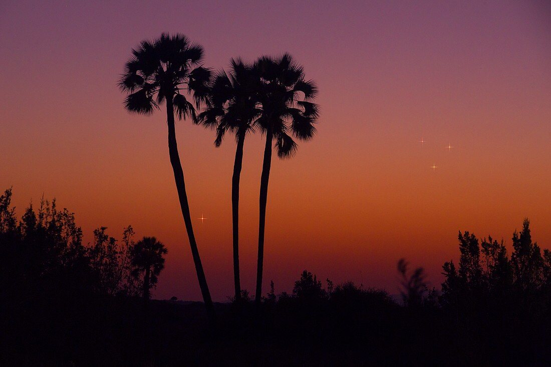 Planetary conjunction over an oasis, Namibia
