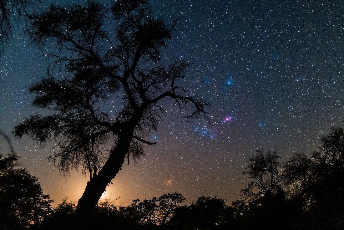 Orion rising with the Moon in Namibia