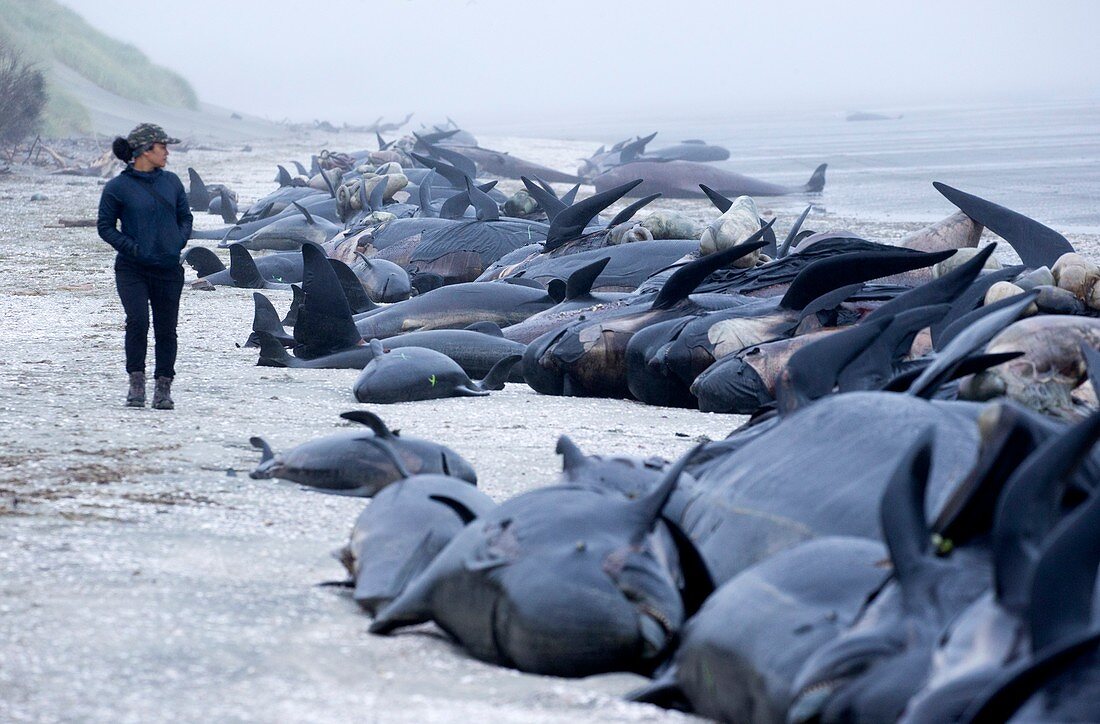 Beached long-finned pilot whales
