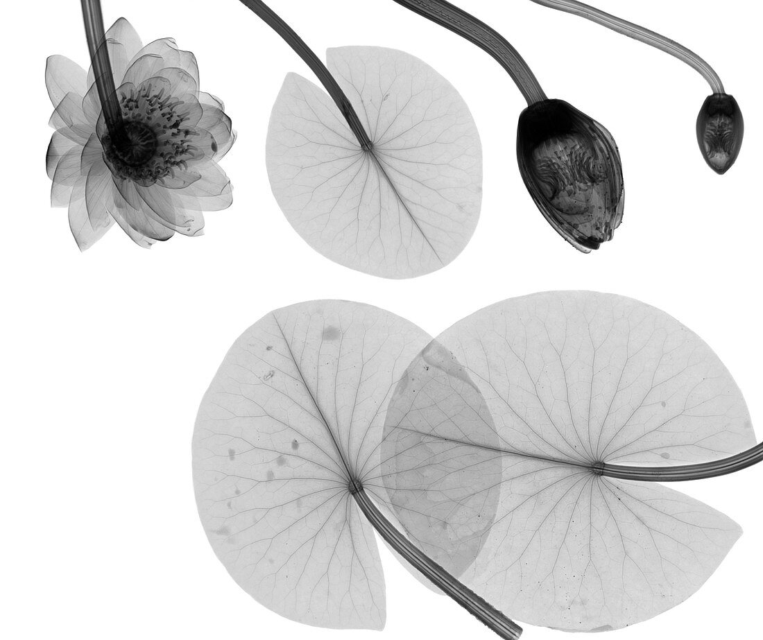 Water lily leaves and flowers, X-ray