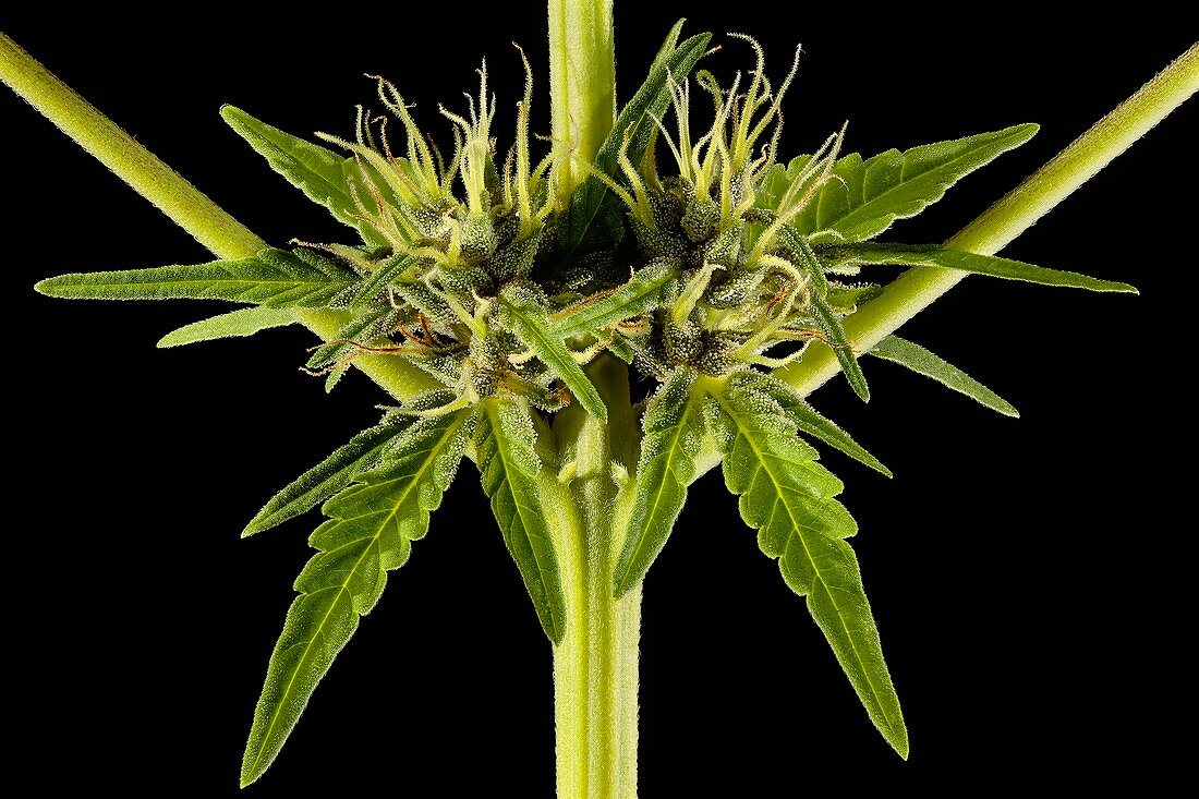 Female Cannabis sativa plant