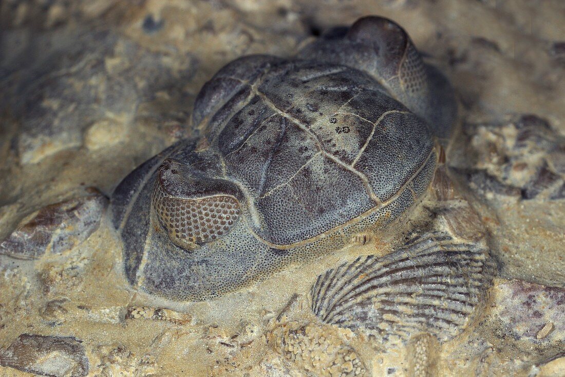 Trilobite head fossil