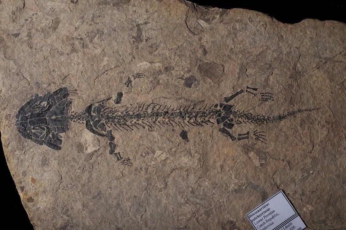 Fossil Discosauriscus amphibian