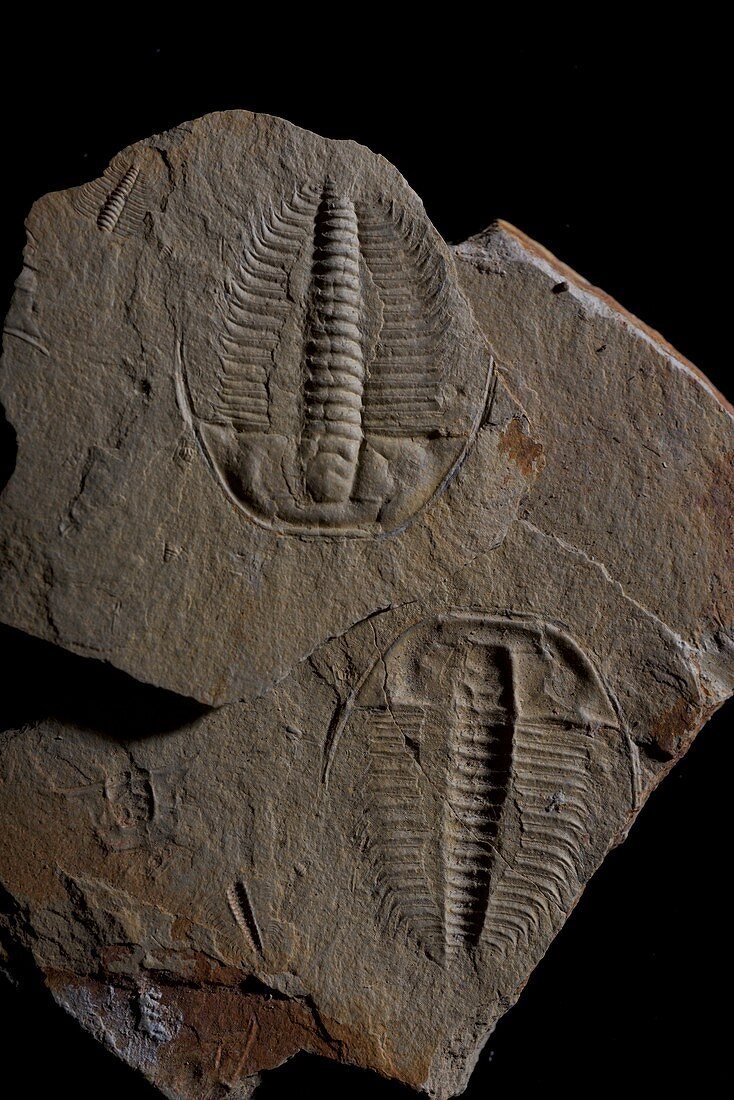 Olenus gibbosus trilobite fossil
