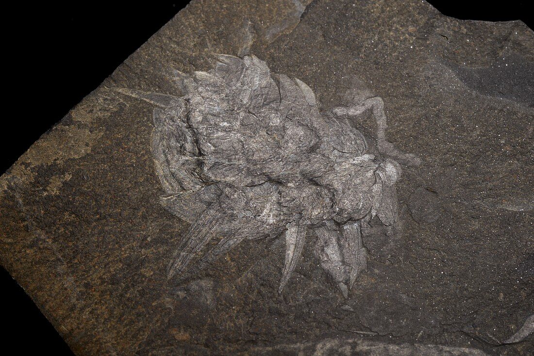 Wiwaxia Burgess Shale fossil