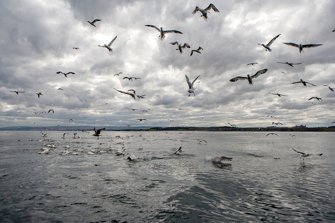 Gannets and gulls fishing, Scotland