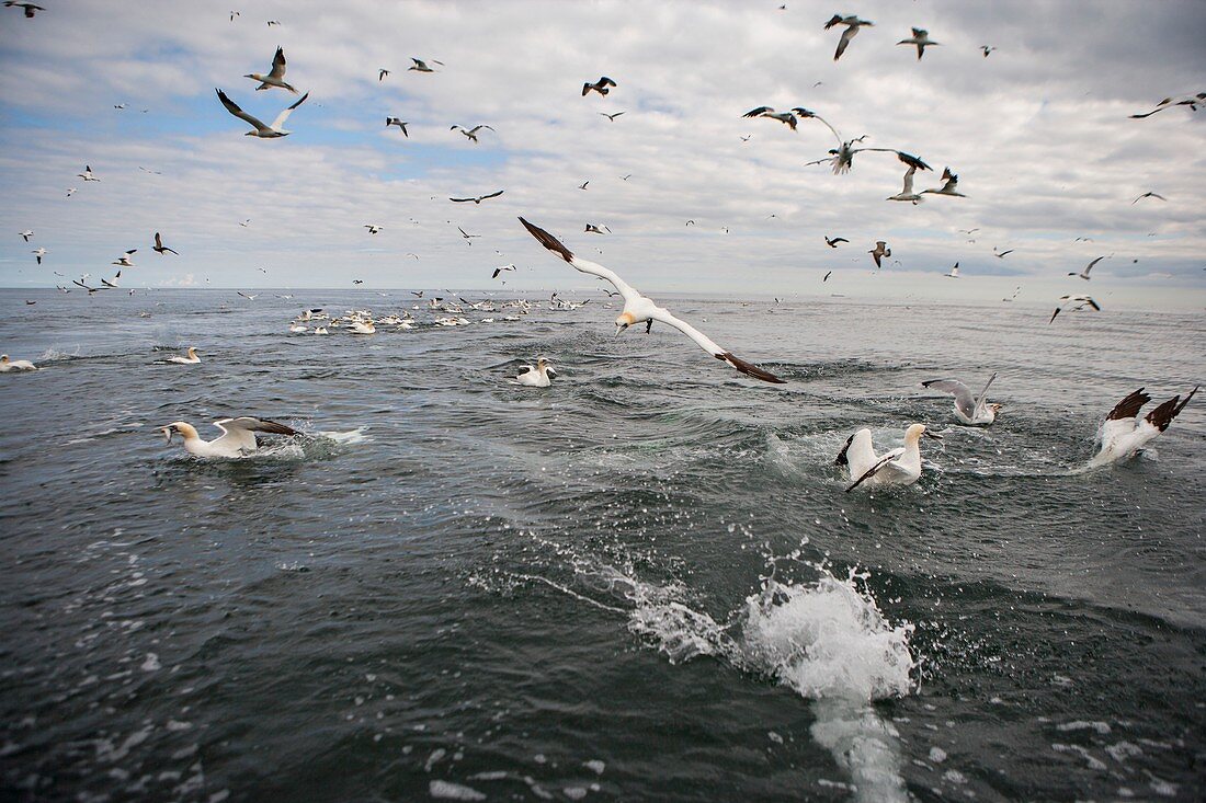 Gannets and gulls fishing, Scotland
