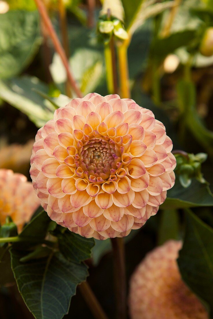 Dahlia 'Amgard Peach'