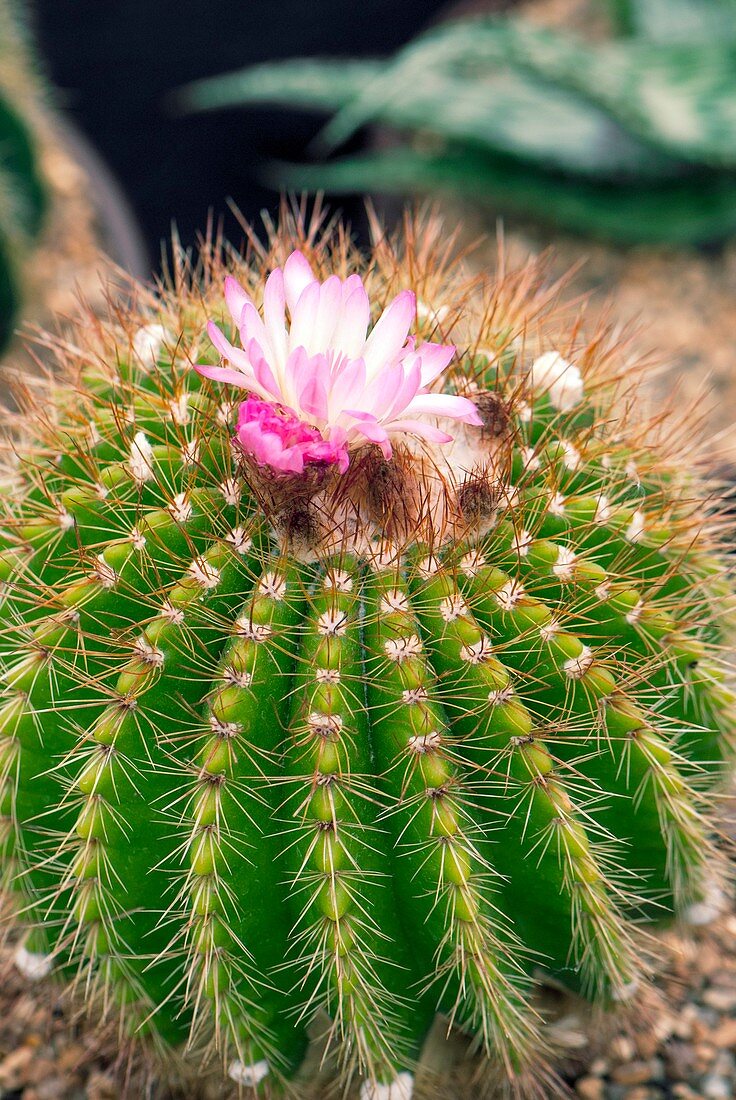 Parodia herteri cactus