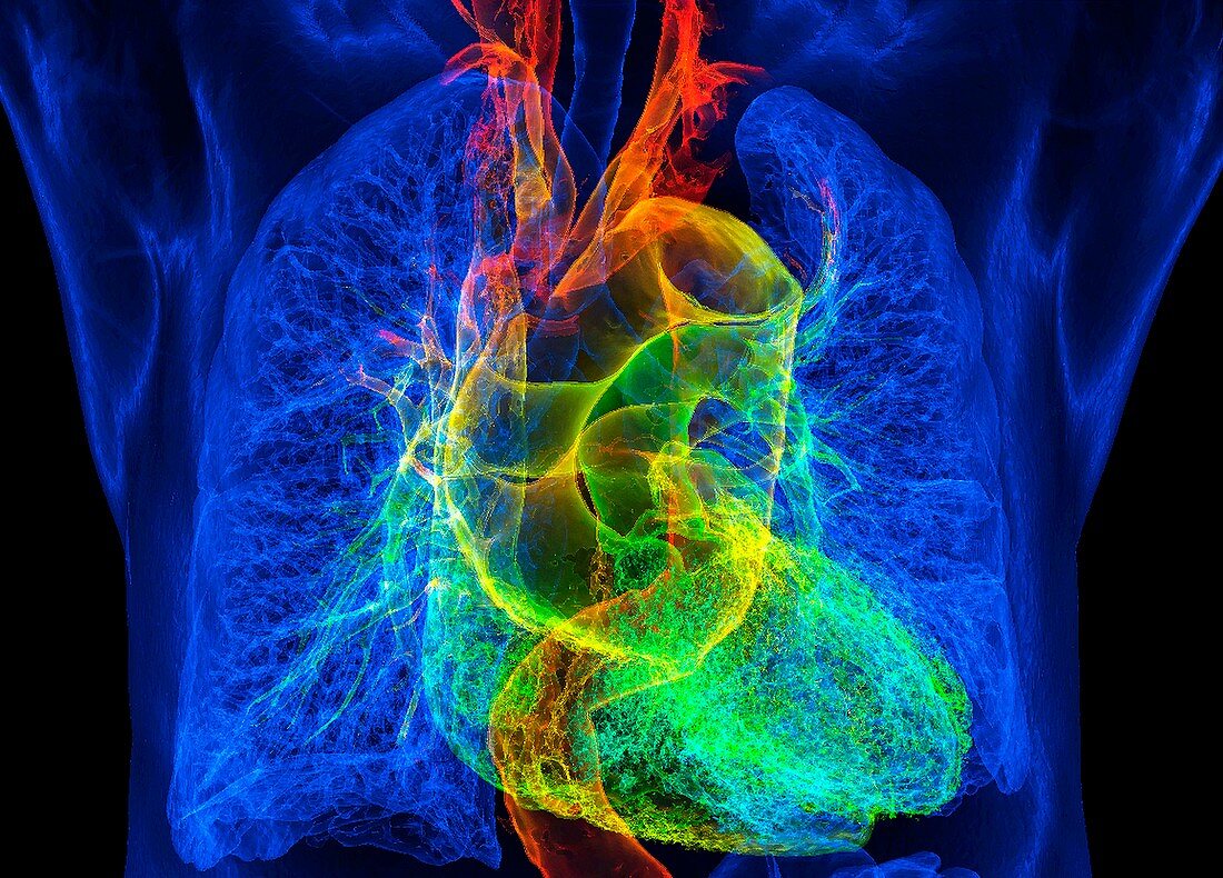 Human heart and lungs, illustration