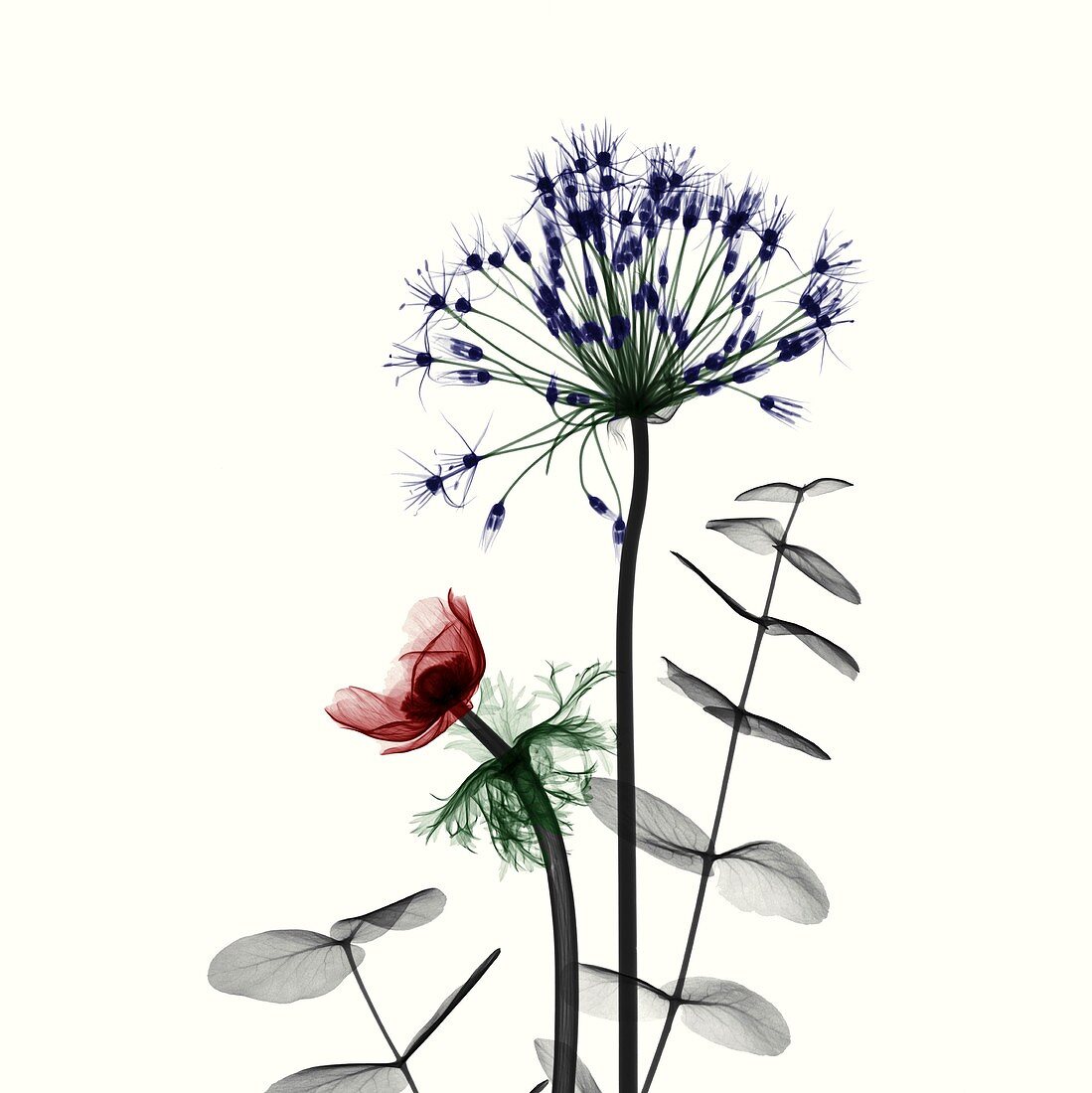 Anemone and Allium flowers, X-ray