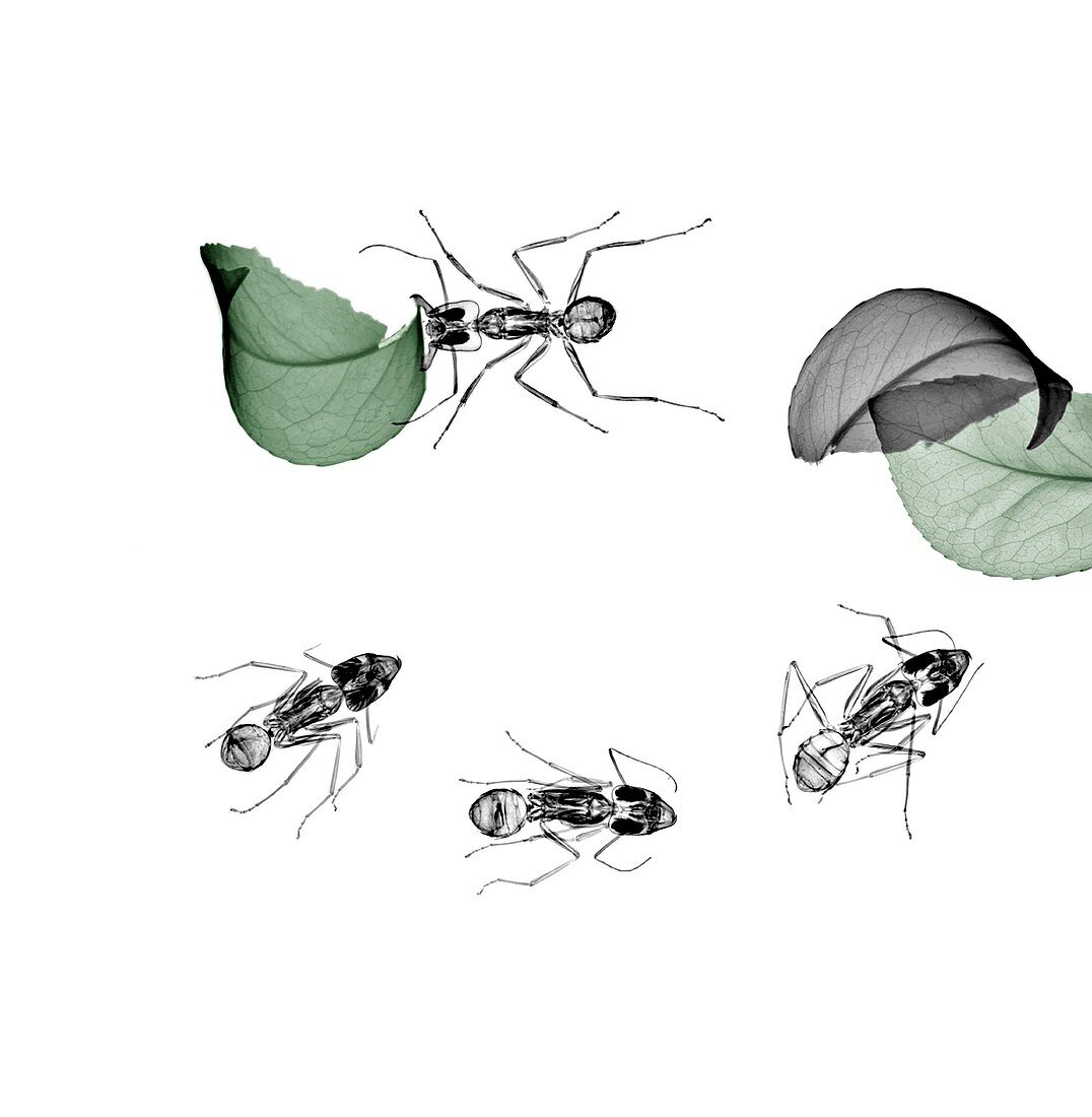 Ants carrying leaves, X-ray