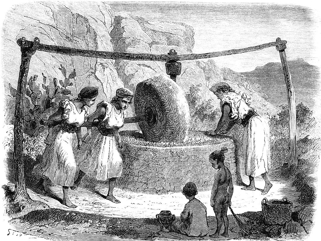 19th Century olive oil production, Algeria, illustration