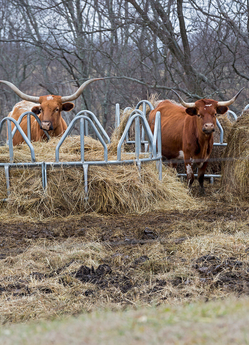 Texas Longhorn cattle at a hay feeder