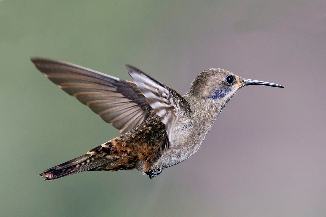 Brown violetear hummingbird